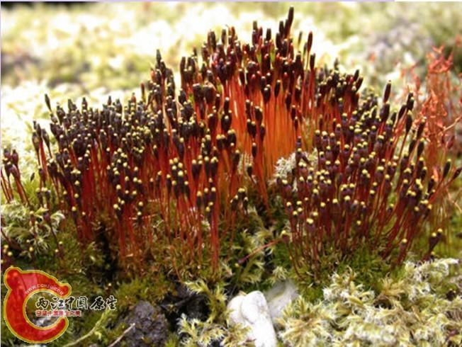 Tetraplodon mnioides