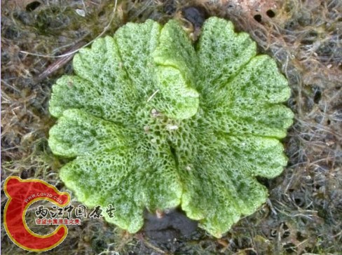  曲脊钱苔Riccia cavernosa