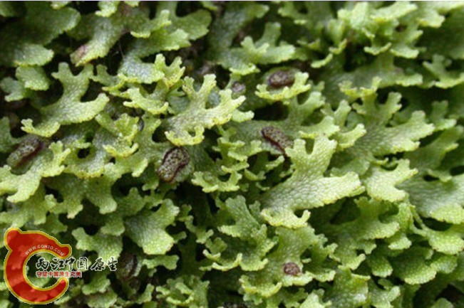 无纹紫背苔Conocephalum japonicum