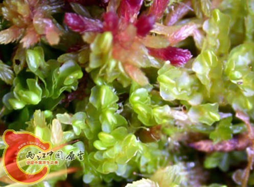 波叶圆叶苔Jamesoniella undulifolia