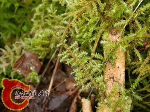 拟垂枝藓Rhytiadelphus subpinnatus