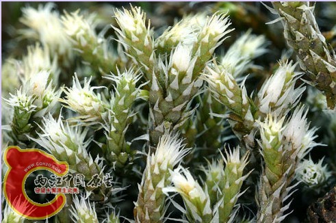 虎尾藓Hedwigia ciliata