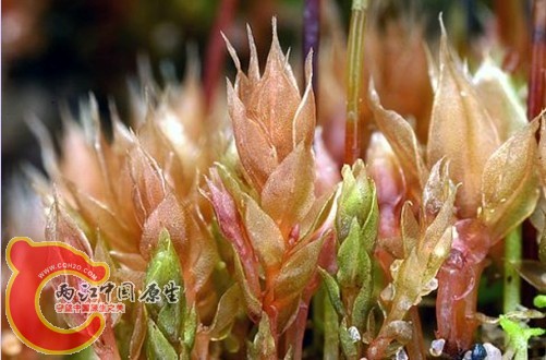 真藓科的某种Bryum spp