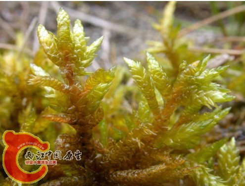 直蒴绢藓Entodon concinnus