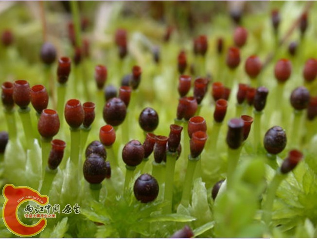  Sphagnum泥炭藓某种