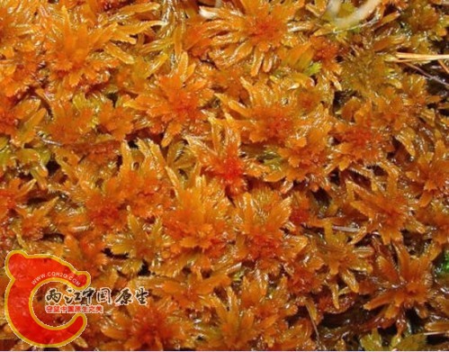 狭叶泥炭藓Sphagnum pulchrum