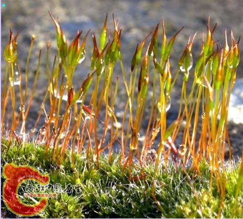 墙藓Tortula muralis