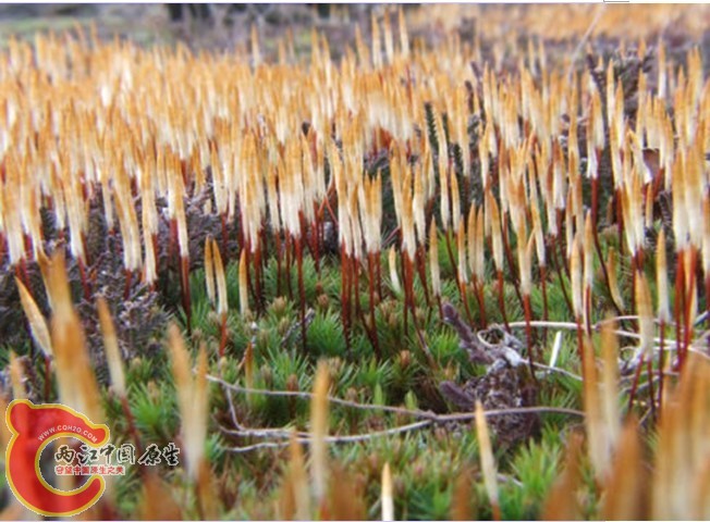 金发藓科、 桧叶金发藓Polytrichum juniperinum
