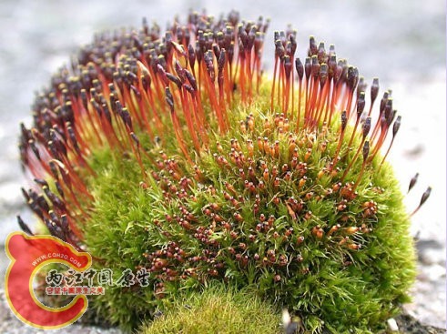 狭叶并齿藓Tetraplodon angustatus