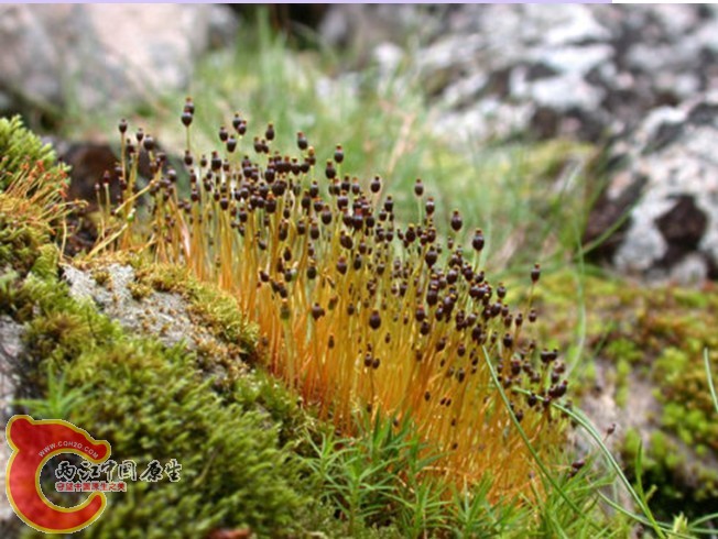 卵叶壶藓 Splachnum sphaericum