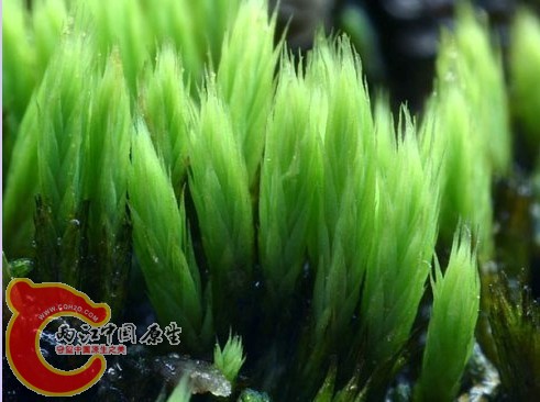 羽叶珠藓Conostomum tetragonum