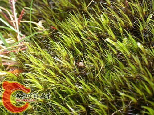 长尖曲柄藓Campylopus setifolius