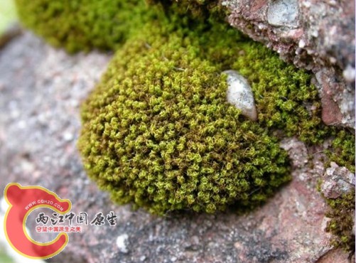 折叶纽藓Tortella fragilis