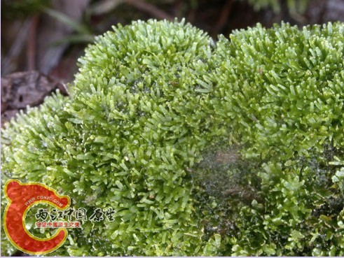 绿片苔科(Aneuraceae),片叶苔属(Riccardia)的一种