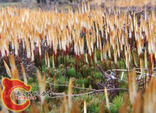 桧叶金发藓Polytrichum juniperinum