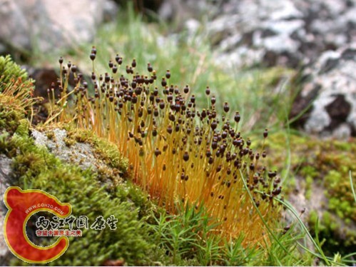 卵叶壶藓Splachnum sphaericum