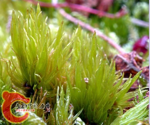 曲尾藓科一种 曲尾藓科一种