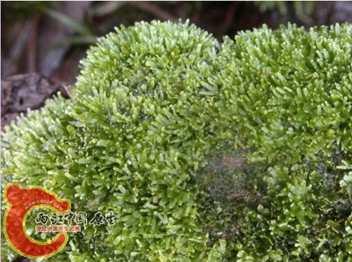 掌状片叶苔iccardia palmata 掌状片叶苔iccardia palmata