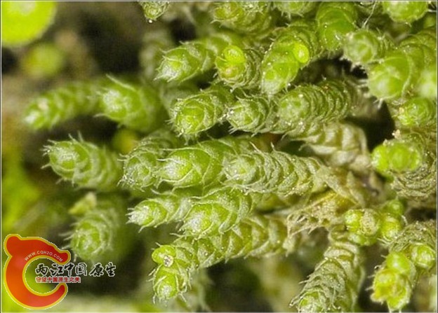 Bryum argenteum Hedw.银叶真藓 Bryum argenteum Hedw.银叶真藓
