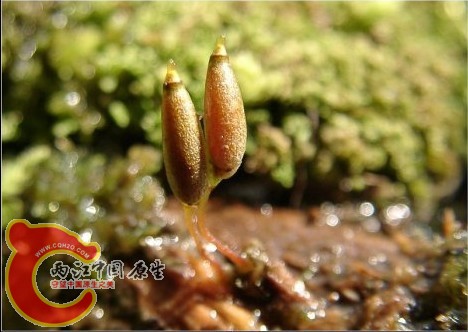 Buxbaumia minakatae Okam. 筒蒴烟杆藓 Buxbaumia minakatae Okam. 筒蒴烟杆藓