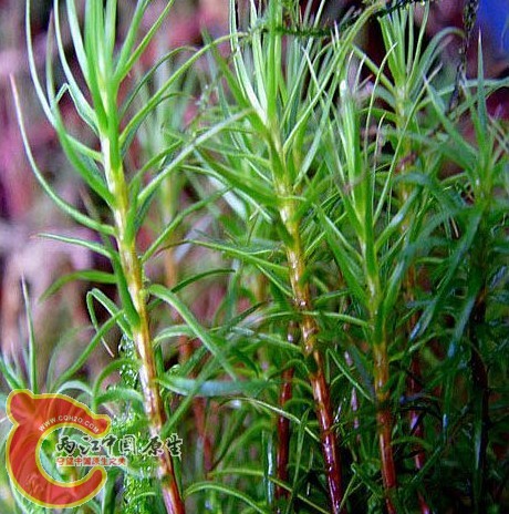 Polytrichum commune L. ex Hedw.大金发藓(土马骔) Polytrichum commune L. ex Hedw.大金发藓(土马骔)