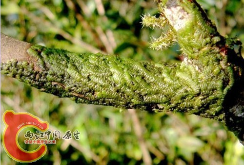 Cheilolejeunea trapezia (Nees) Kachroo & R.M.Schust. 瓦叶唇鳞苔 Cheilolejeunea trapezia (Nees) Kachroo & R.M.Schust. 瓦叶唇鳞苔