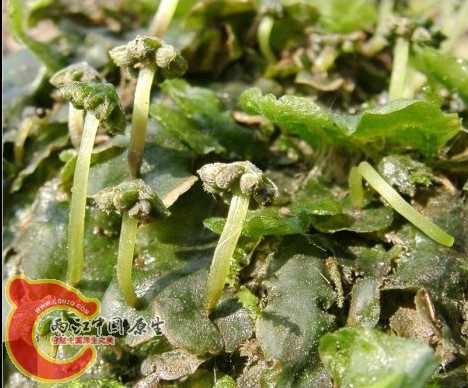 Dumortiera hirsuta (Sw.) Nees毛地钱 Dumortiera hirsuta (Sw.) Nees毛地钱