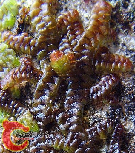 Frullania fengyangshanensis R.L.Zhu & M.L.So凤阳山耳叶苔 Frullania fengyangshanensis R.L.Zhu & M.L.So凤阳山耳叶苔