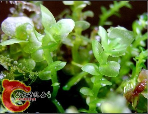 Haplomitrium mnoidies (Lindb.) R.M.Schust. 圆叶裸蒴苔(圆叶美苔) Haplomitrium mnoidies (Lindb.) R.M.Schust. 圆叶裸蒴苔(圆叶美苔)