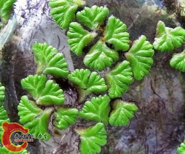 Ricciocarpos natans (L.) Corda浮苔  Ricciocarpos natans (L.) Corda浮苔