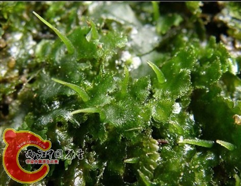 Megaceros flagellaris (Mitt.) Steph. 东亚大角苔 Megaceros flagellaris (Mitt.) Steph. 东亚大角苔