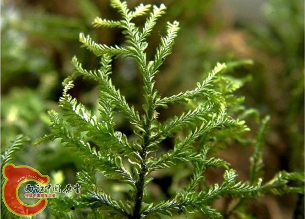 Plagiochila pulcherrima Horik. 美姿羽苔 Plagiochila pulcherrima Horik. 美姿羽苔