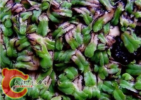 Riccia treubiana Steph. 南亚钱苔 Riccia treubiana Steph. 南亚钱苔