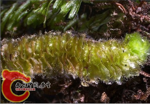 Schistochila sciurea (Nees) Schiffn. 毛叶歧舌苔 Schistochila sciurea (Nees) Schiffn. 毛叶歧舌苔