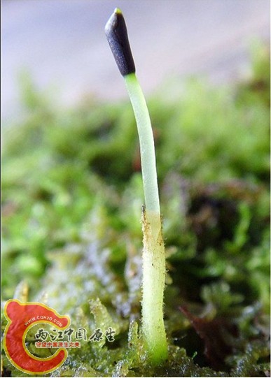 Trichocolea tomentella (Ehrh.) Dumort. 绒苔 Trichocolea tomentella (Ehrh.) Dumort. 绒苔