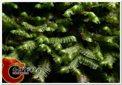 Bazzania japonica 日本鞭苔