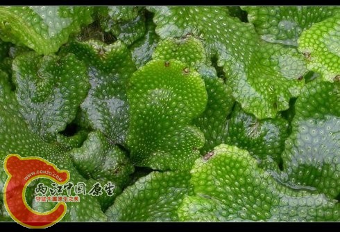 蛇苔Conocephalum conicum