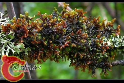耳叶苔属 Frullania sp.的一种