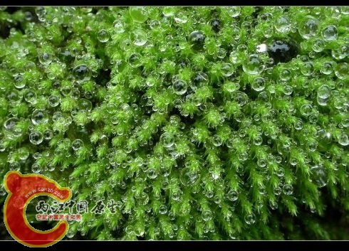 毛叶泽藓Philonotis lancifolia Mitt