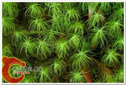 Bartrania SP.珠藓属的一种