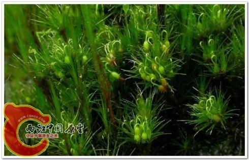 Campylopus umbellatus (Arnott) Par. 东亚曲柄藓