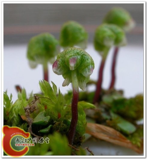 Astella tenella 花萼苔