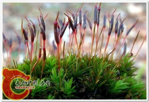 狭叶仙鹤藓Atrichum angustatum