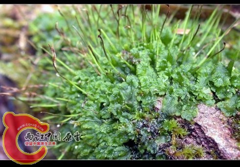 Folioceros fuciformis (Mont.) Bharadw. 东亚叶角藓