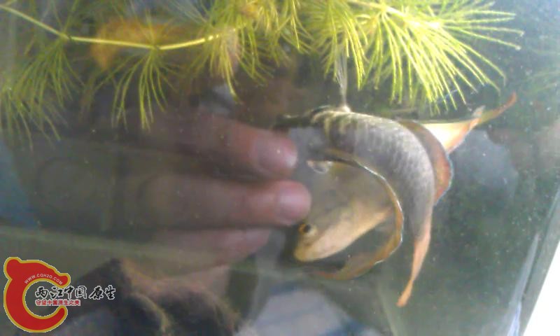 配对拍摄_201351710859.JPG