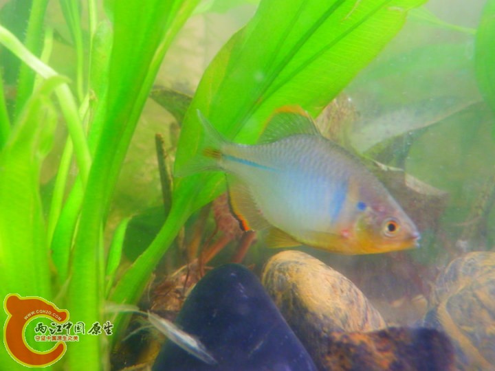 一张较清楚的中华鱊