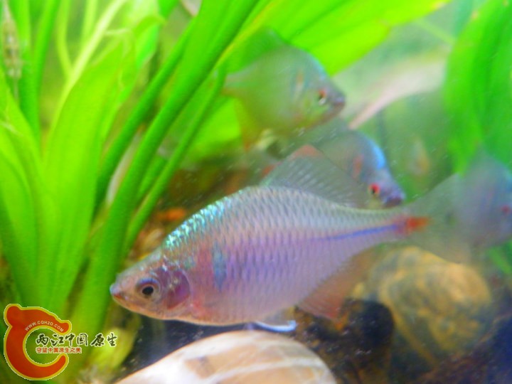 发色未完全的高体