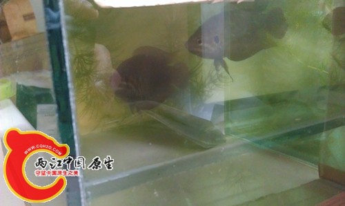 第二天公母一起.jpg