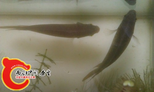 第二天公母在一起.jpg