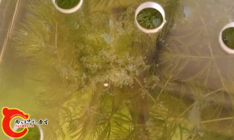 鱼卵
